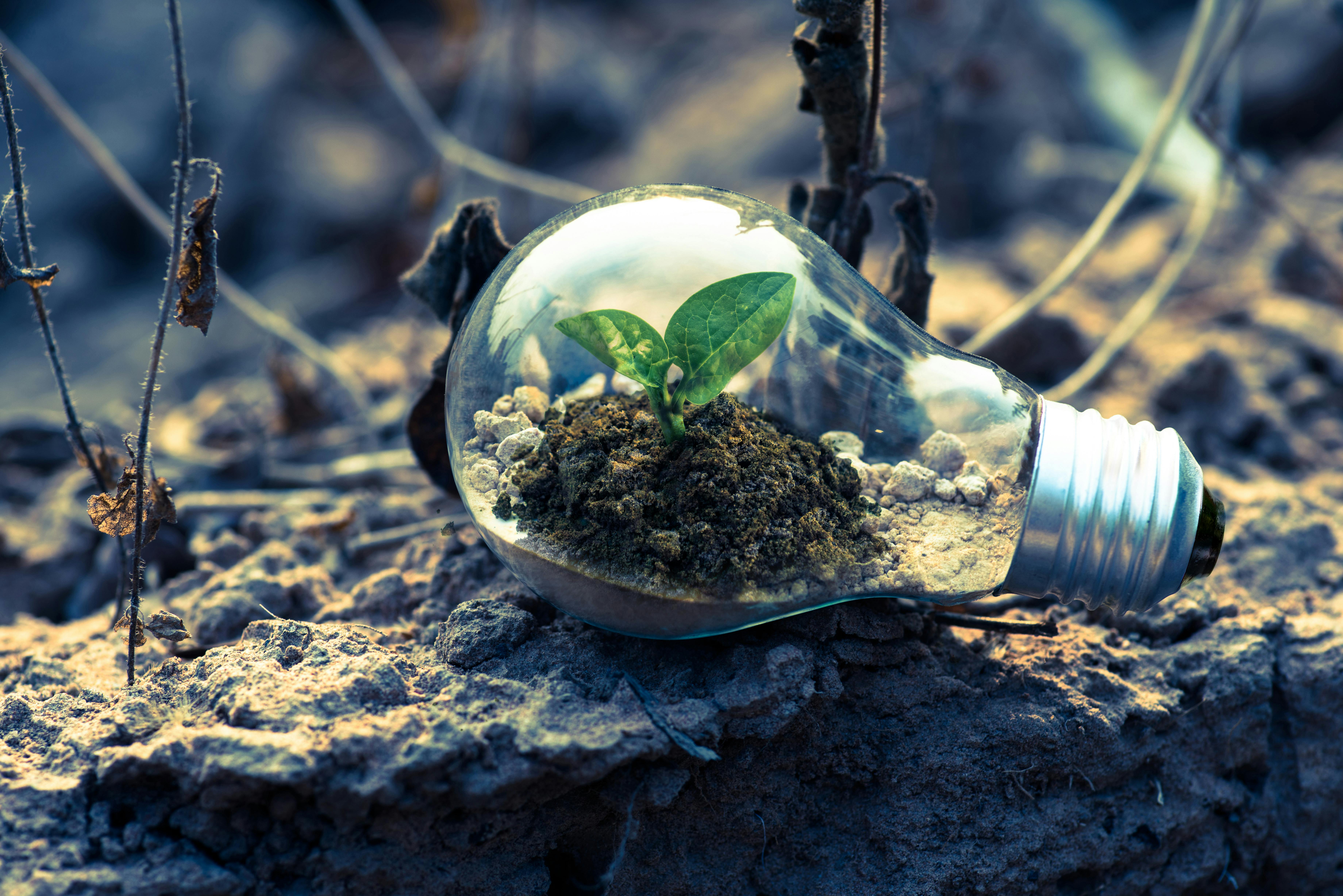 Light bulb in soil